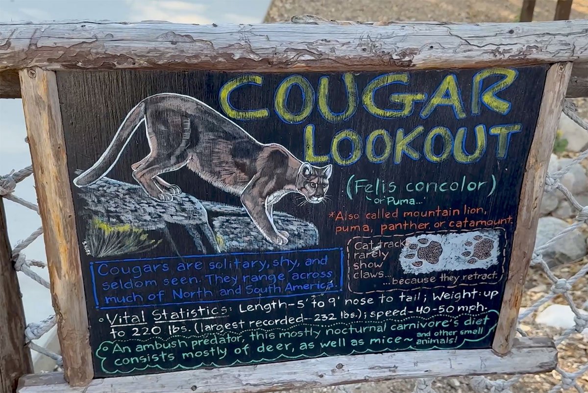 SkyPark-at-Santa's-Village-Cougar-Lookout