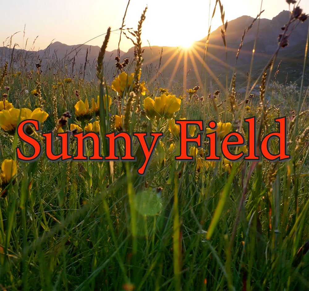 Sunny-Field